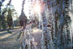 ice covered tree
